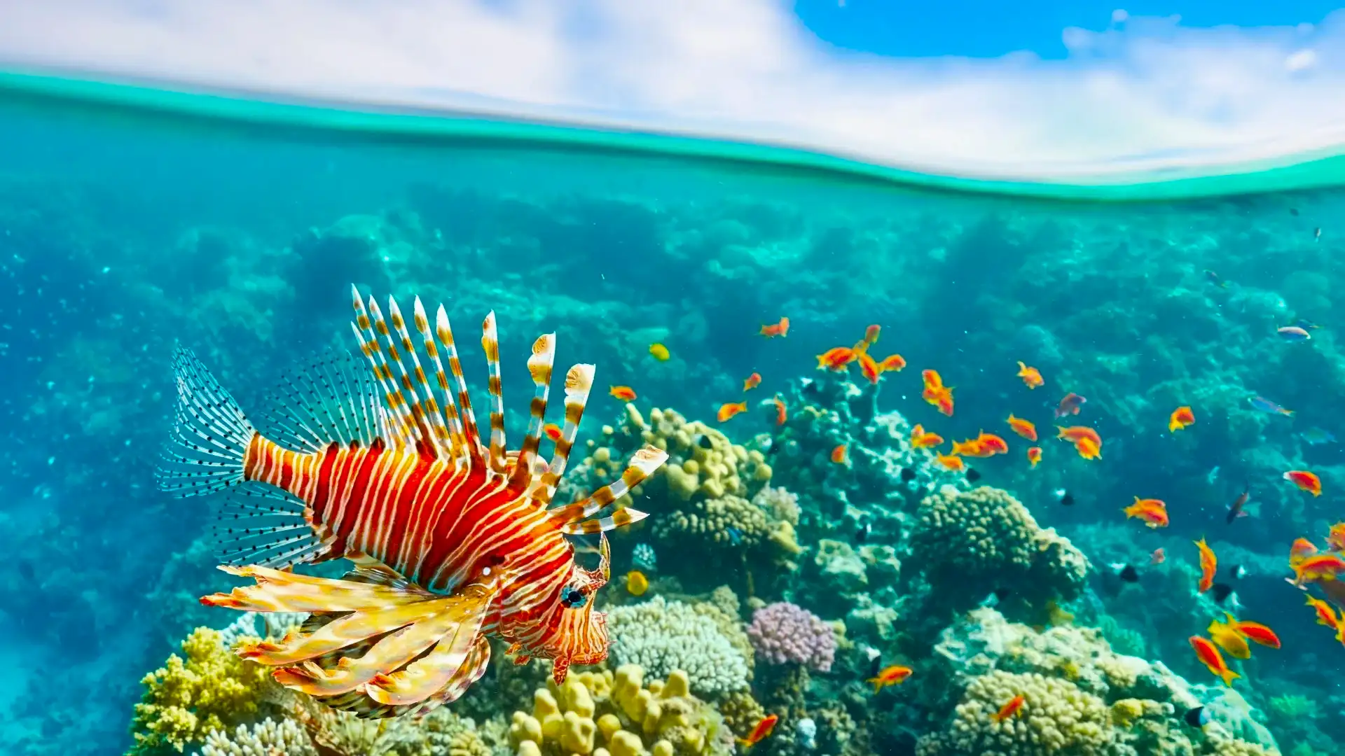 Promosyon Sharm El Sheikh Turu Ajet İle 4 Gece Transfer Saatine Kadar Otel Kullanımlı
